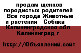 продам щенков породистых родителей - Все города Животные и растения » Собаки   . Калининградская обл.,Калининград г.